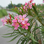 VitaliSlim_Akkermansia_Muciniphila